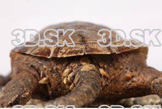 Turtle 0079